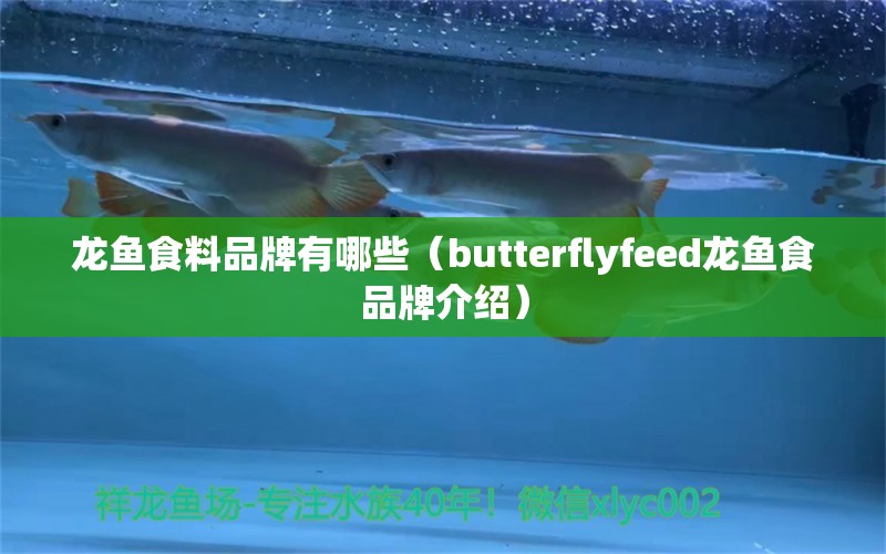 龙鱼食料品牌有哪些（butterflyfeed龙鱼食品牌介绍）