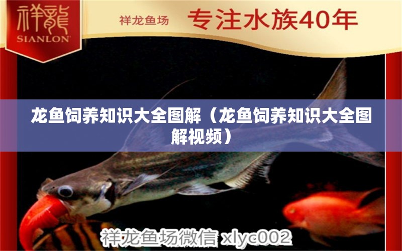 龙鱼饲养知识大全图解（龙鱼饲养知识大全图解视频） 广州龙鱼批发市场