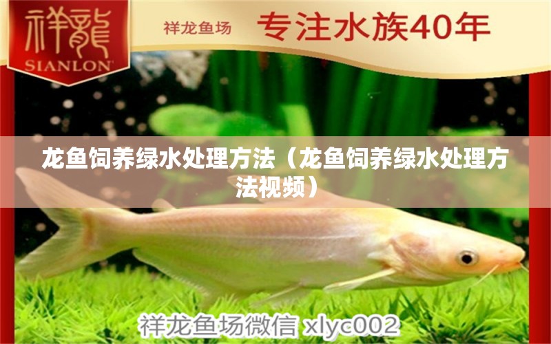 龙鱼饲养绿水处理方法（龙鱼饲养绿水处理方法视频） 祥龙水族医院