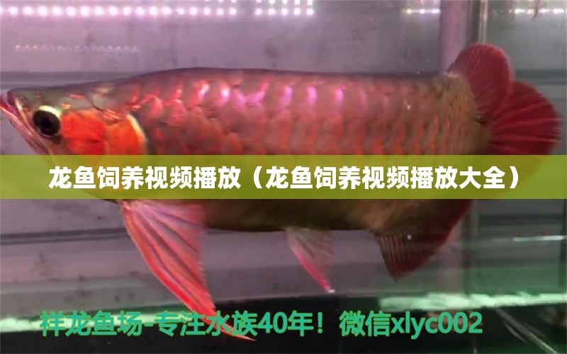 龙鱼饲养视频播放（龙鱼饲养视频播放大全） 广州龙鱼批发市场