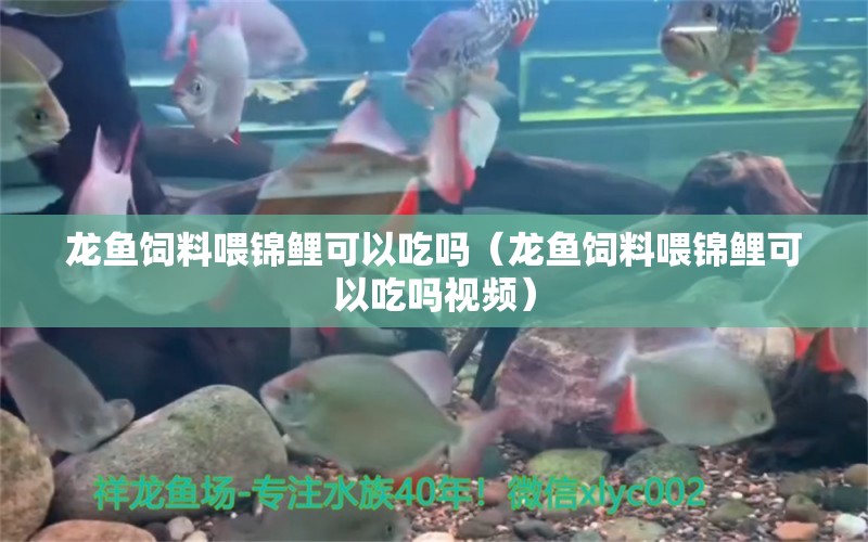 龙鱼饲料喂锦鲤可以吃吗（龙鱼饲料喂锦鲤可以吃吗视频） 广州龙鱼批发市场