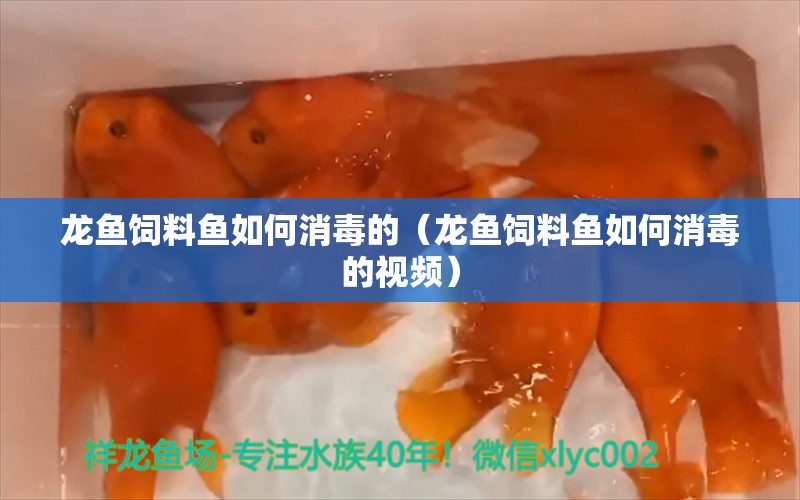 龙鱼饲料鱼如何消毒的（龙鱼饲料鱼如何消毒的视频） 龙鱼疾病与治疗