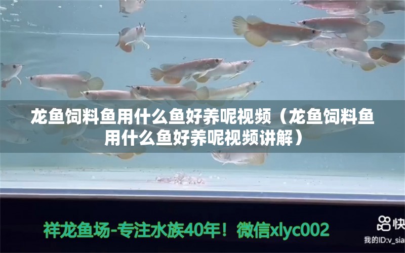 龙鱼饲料鱼用什么鱼好养呢视频（龙鱼饲料鱼用什么鱼好养呢视频讲解） 广州龙鱼批发市场