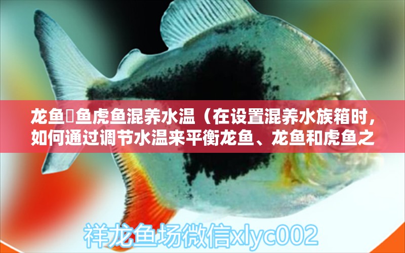 龙鱼魟鱼虎鱼混养水温（在设置混养水族箱时，如何通过调节水温来平衡龙鱼、龙鱼和虎鱼之间的生活环境？）