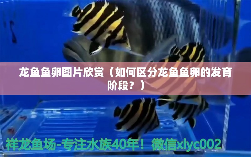 龙鱼鱼卵图片欣赏（如何区分龙鱼鱼卵的发育阶段？） 水族问答 第2张