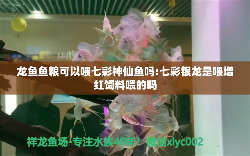 龙鱼鱼粮可以喂七彩神仙鱼吗:七彩银龙是喂增红饲料喂的吗