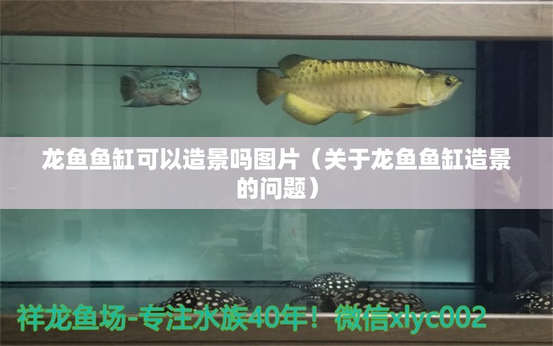 龙鱼鱼缸可以造景吗图片（关于龙鱼鱼缸造景的问题） 水族问答 第2张