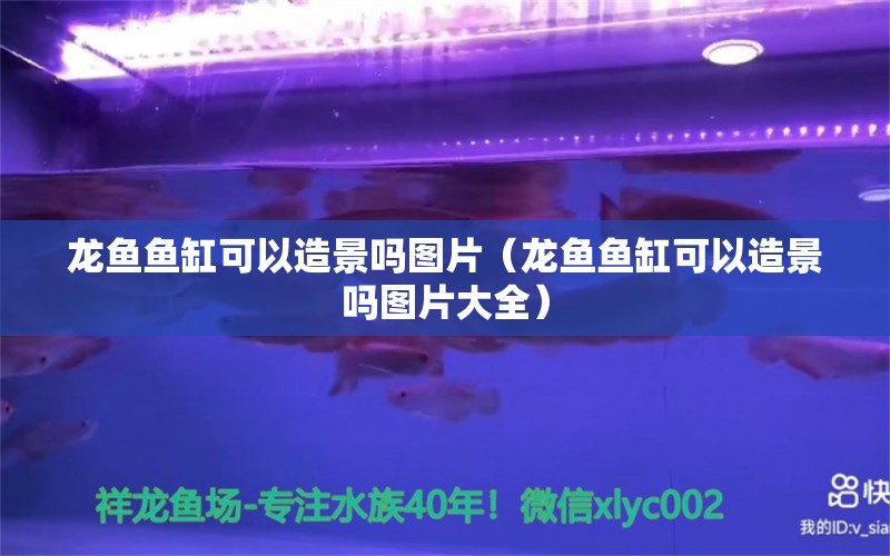 龙鱼鱼缸可以造景吗图片（龙鱼鱼缸可以造景吗图片大全） 水族品牌