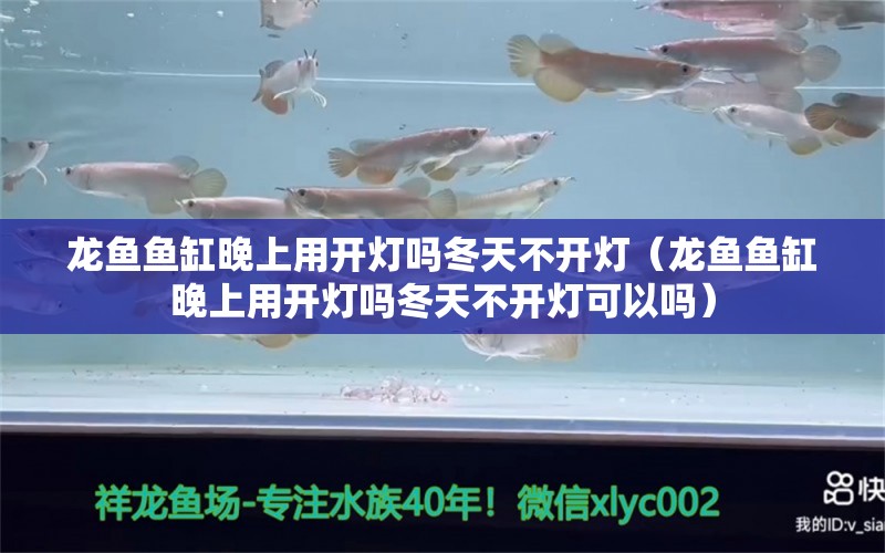 龙鱼鱼缸晚上用开灯吗冬天不开灯（龙鱼鱼缸晚上用开灯吗冬天不开灯可以吗）