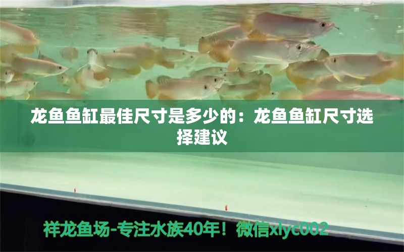 龙鱼鱼缸最佳尺寸是多少的：龙鱼鱼缸尺寸选择建议