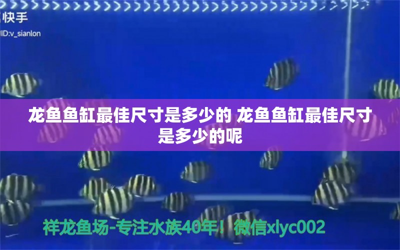 龙鱼鱼缸最佳尺寸是多少的 龙鱼鱼缸最佳尺寸是多少的呢