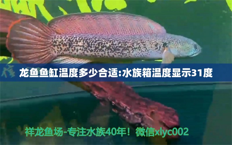 龙鱼鱼缸温度多少合适:水族箱温度显示31度