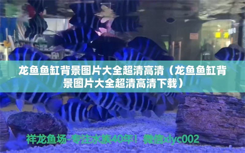 龙鱼鱼缸背景图片大全超清高清（龙鱼鱼缸背景图片大全超清高清下载）