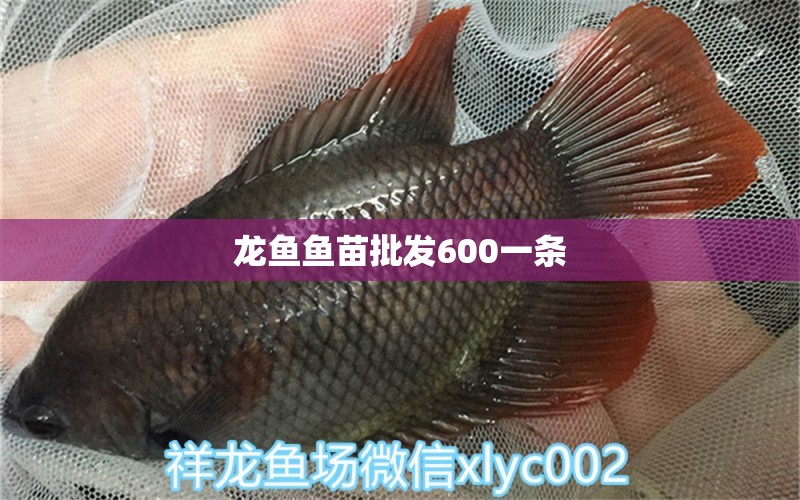 龙鱼鱼苗批发600一条