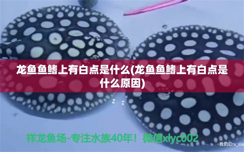 龙鱼鱼鳍上有白点是什么(龙鱼鱼鳍上有白点是什么原因) 2024第28届中国国际宠物水族展览会CIPS（长城宠物展2024 CIPS）