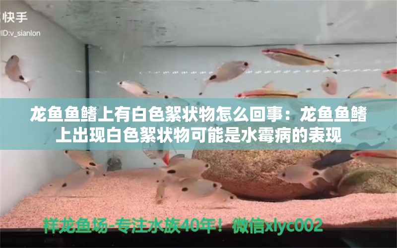 龙鱼鱼鳍上有白色絮状物怎么回事：龙鱼鱼鳍上出现白色絮状物可能是水霉病的表现