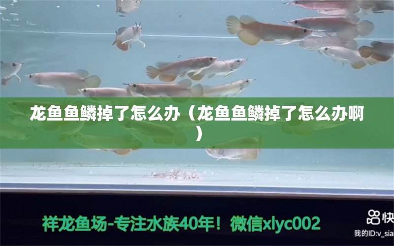 龙鱼鱼鳞掉了怎么办（龙鱼鱼鳞掉了怎么办啊）