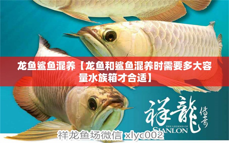 龙鱼鲨鱼混养【龙鱼和鲨鱼混养时需要多大容量水族箱才合适】 水族问答 第2张