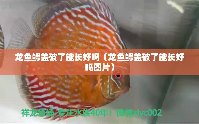 龙鱼鳃盖破了能长好吗（龙鱼鳃盖破了能长好吗图片） 广州龙鱼批发市场