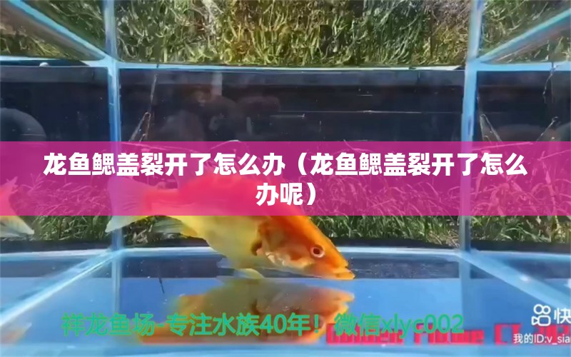 龙鱼鳃盖裂开了怎么办（龙鱼鳃盖裂开了怎么办呢）