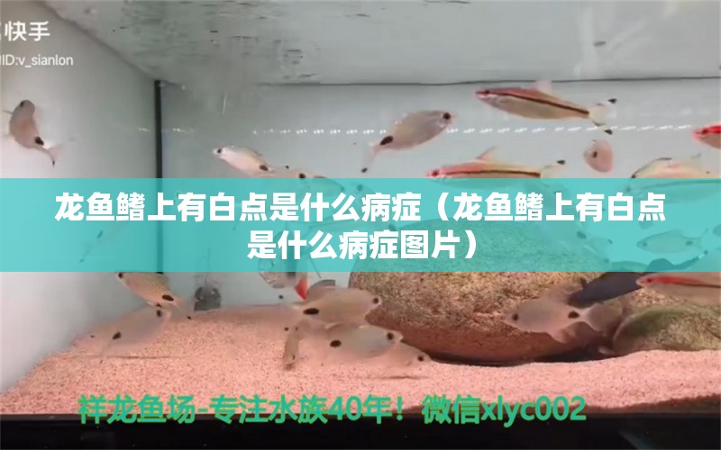 龙鱼鳍上有白点是什么病症（龙鱼鳍上有白点是什么病症图片）