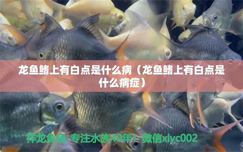 龙鱼鳍上有白点是什么病（龙鱼鳍上有白点是什么病症） 广州龙鱼批发市场