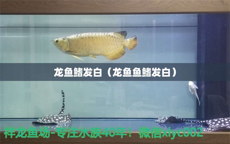 龙鱼鳍发白（龙鱼鱼鳍发白） 广州龙鱼批发市场