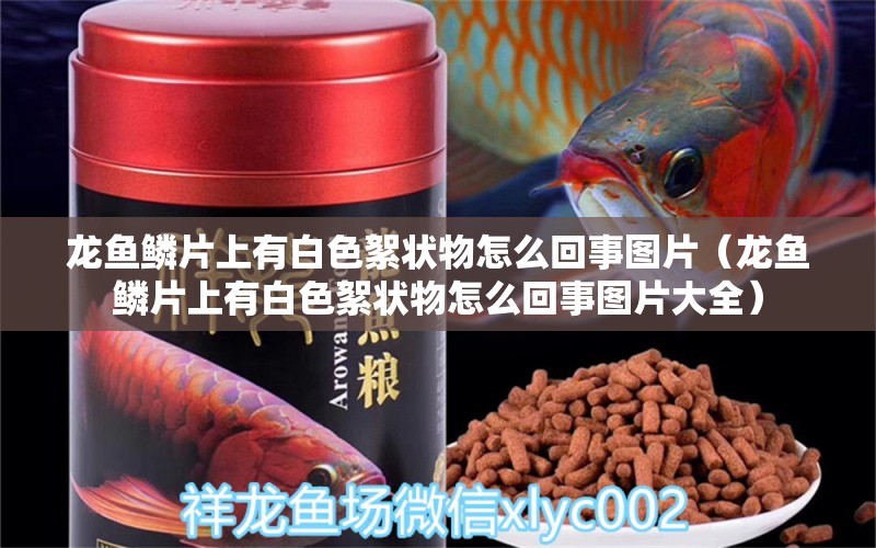 龙鱼鳞片上有白色絮状物怎么回事图片（龙鱼鳞片上有白色絮状物怎么回事图片大全） 广州龙鱼批发市场