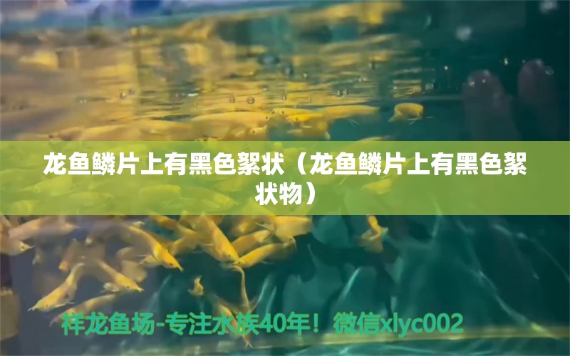 龙鱼鳞片上有黑色絮状（龙鱼鳞片上有黑色絮状物） 广州龙鱼批发市场