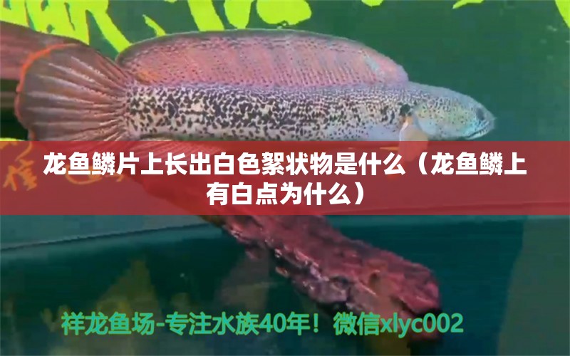 龙鱼鳞片上长出白色絮状物是什么（龙鱼鳞上有白点为什么） 观赏鱼