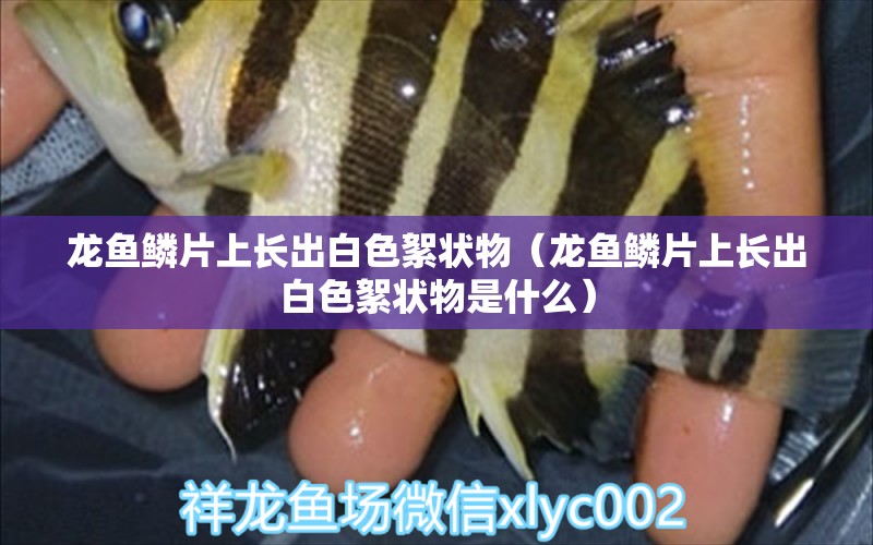 龙鱼鳞片上长出白色絮状物（龙鱼鳞片上长出白色絮状物是什么） 广州龙鱼批发市场