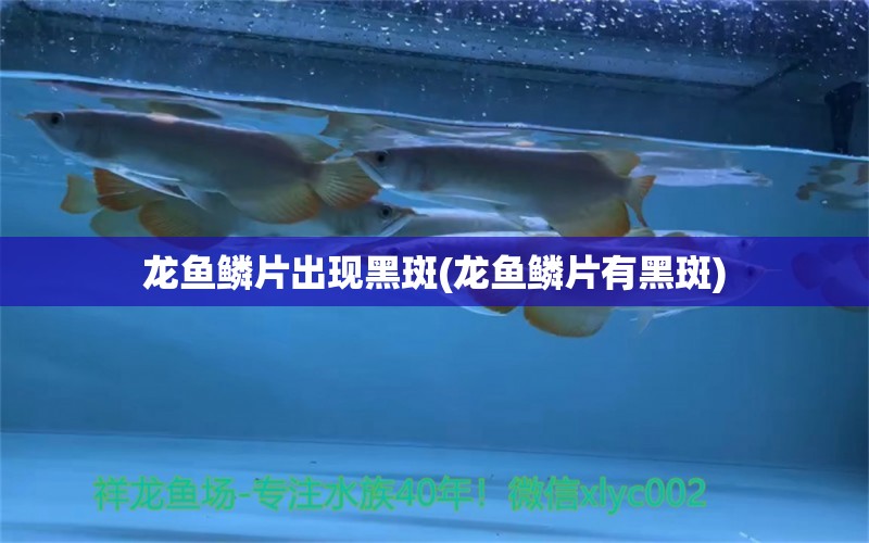 龙鱼鳞片出现黑斑(龙鱼鳞片有黑斑)