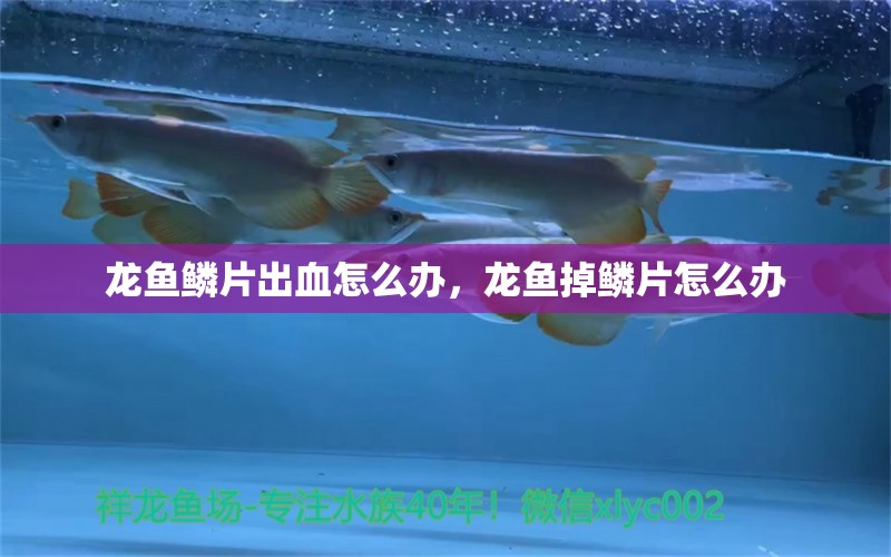 龙鱼鳞片出血怎么办，龙鱼掉鳞片怎么办 养鱼知识 第1张