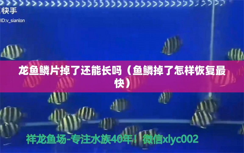 龙鱼鳞片掉了还能长吗（鱼鳞掉了怎样恢复最快） 广州龙鱼批发市场