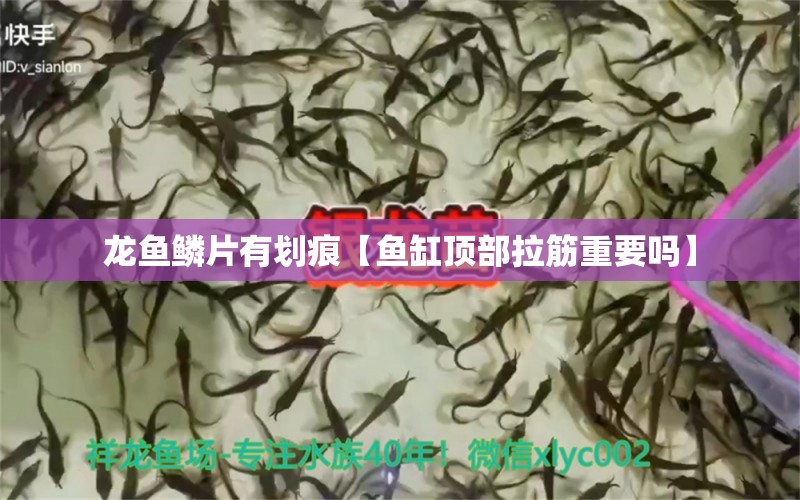 龙鱼鳞片有划痕【鱼缸顶部拉筋重要吗】