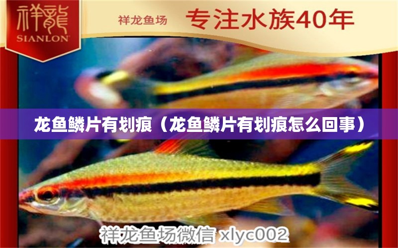 龙鱼鳞片有划痕（龙鱼鳞片有划痕怎么回事） 祥龙水族医院