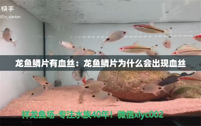 龙鱼鳞片有血丝：龙鱼鳞片为什么会出现血丝