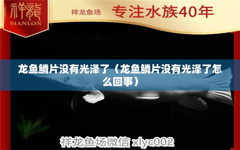 龙鱼鳞片没有光泽了（龙鱼鳞片没有光泽了怎么回事） 广州龙鱼批发市场