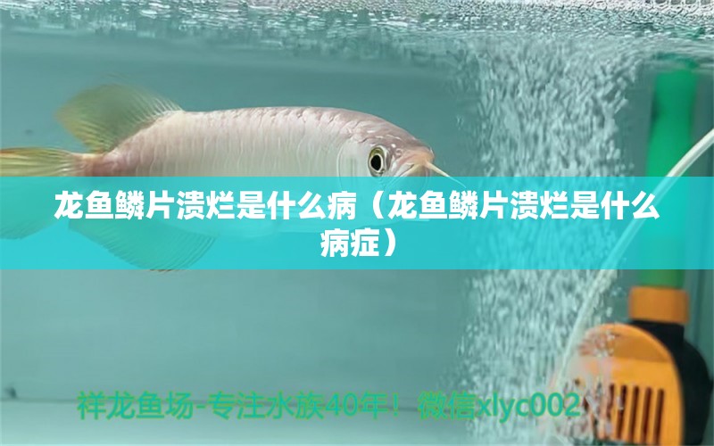 龙鱼鳞片溃烂是什么病（龙鱼鳞片溃烂是什么病症） 广州龙鱼批发市场