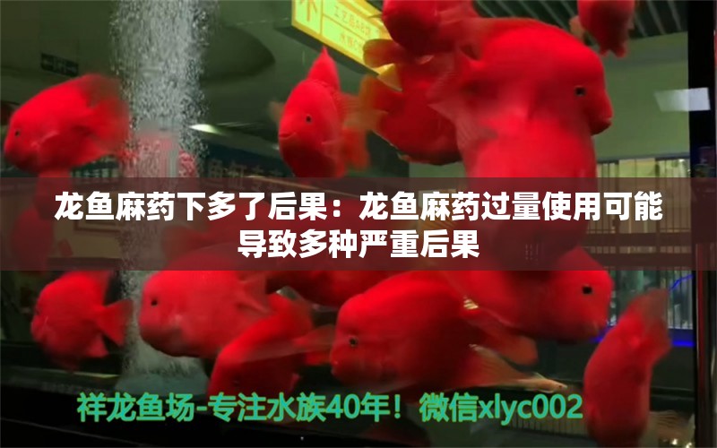 龙鱼麻药下多了后果：龙鱼麻药过量使用可能导致多种严重后果