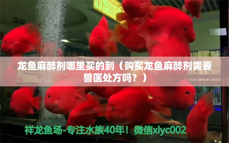 龙鱼麻醉剂哪里买的到（购买龙鱼麻醉剂需要兽医处方吗？） 水族问答 第2张