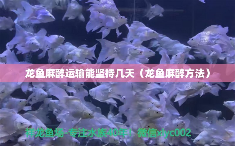 龙鱼麻醉运输能坚持几天（龙鱼麻醉方法）