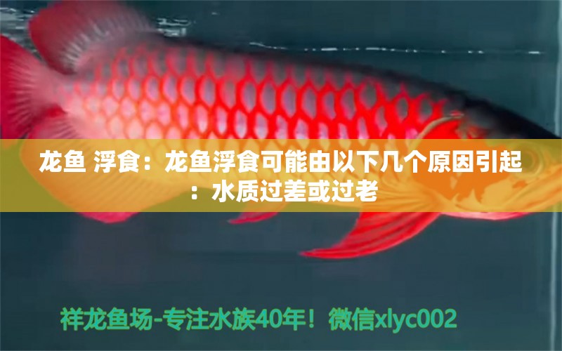 龙鱼 浮食：龙鱼浮食可能由以下几个原因引起：水质过差或过老 龙鱼百科 第2张