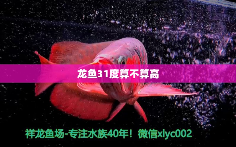 龙鱼31度算不算高