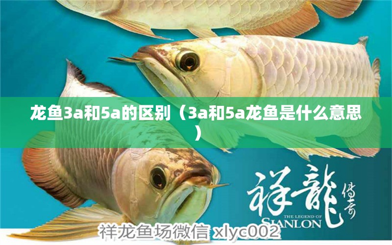 龙鱼3a和5a的区别（3a和5a龙鱼是什么意思） 龙鱼疾病与治疗