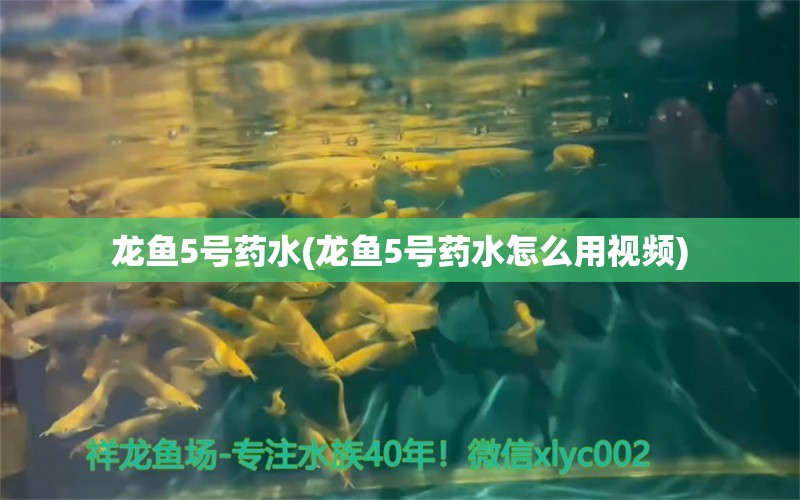 龙鱼5号药水(龙鱼5号药水怎么用视频) 皇冠黑白魟鱼