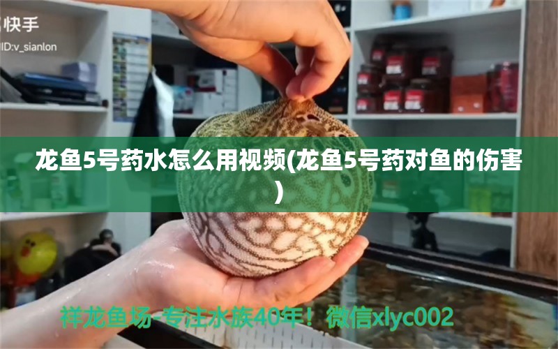 龙鱼5号药水怎么用视频(龙鱼5号药对鱼的伤害) 绿皮皇冠豹鱼 第1张