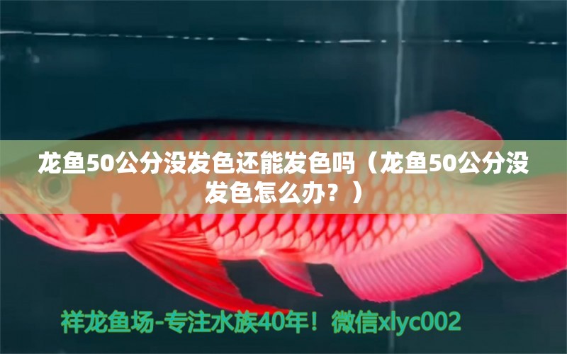 龙鱼50公分没发色还能发色吗（龙鱼50公分没发色怎么办？） 水族问答 第2张