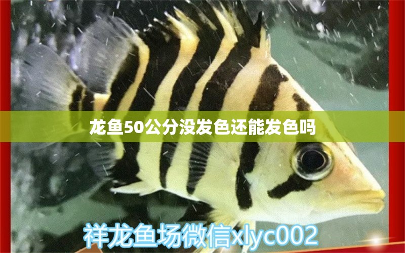 龙鱼50公分没发色还能发色吗