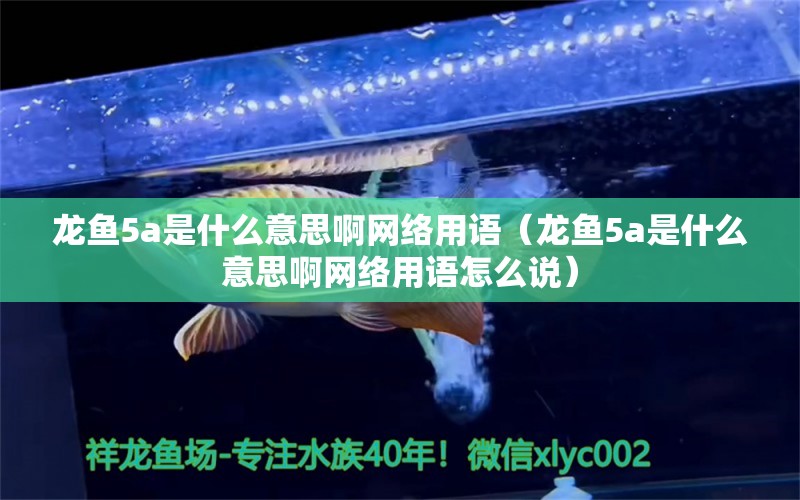 龙鱼5a是什么意思啊网络用语（龙鱼5a是什么意思啊网络用语怎么说）